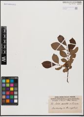 Salix aurita L. x Salix silesiaca Willd.